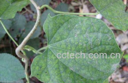 万筋藤的功效与作用及药用价值-1