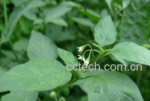 龙葵的功效与作用及药用价值-1