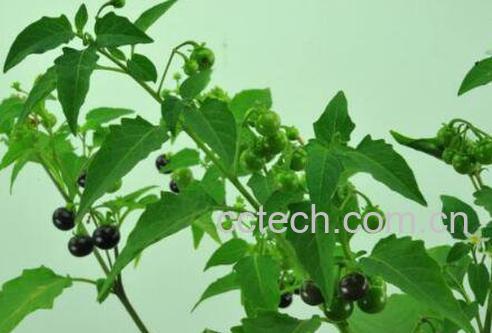 龙葵的功效与作用及药用价值-0