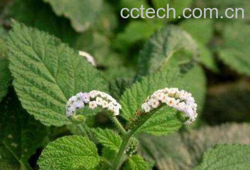 蛤蟆衣草的功效与作用-1