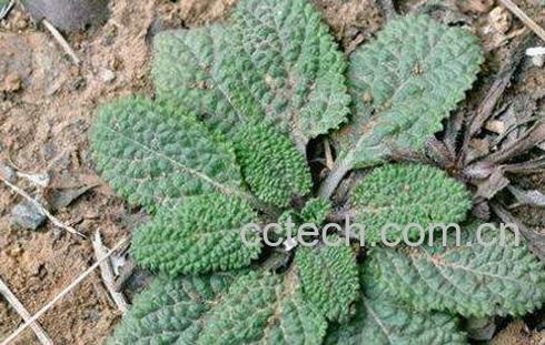 蛤蟆衣草的功效与作用-0