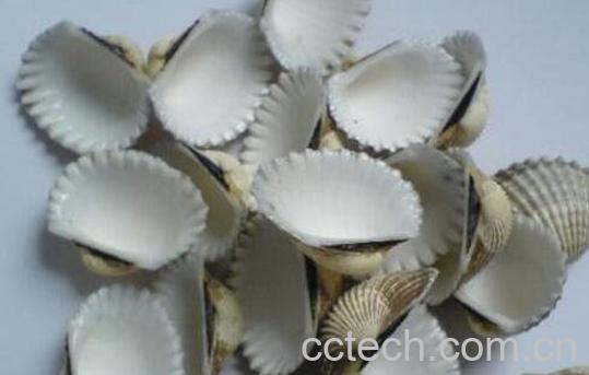 煅瓦楞子的功效与作用及药用价值-1