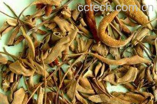 石韦泡水喝的功效 石韦泡水喝的方法-1