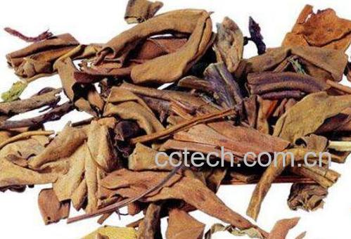 石韦泡水喝的功效 石韦泡水喝的方法-0