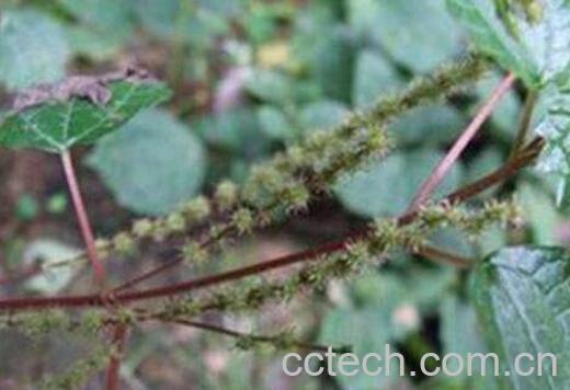 q蓄瞿麦的功效与作用-0