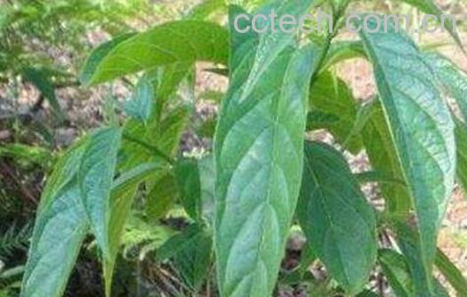 q蓄瞿麦的功效与作用-1