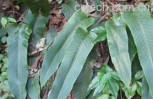 石韦的功效与作用及药用价值-0