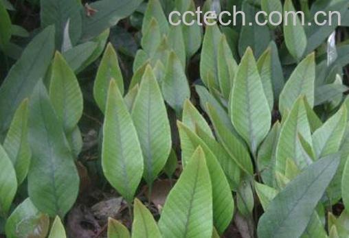 石韦的功效与作用及药用价值-1