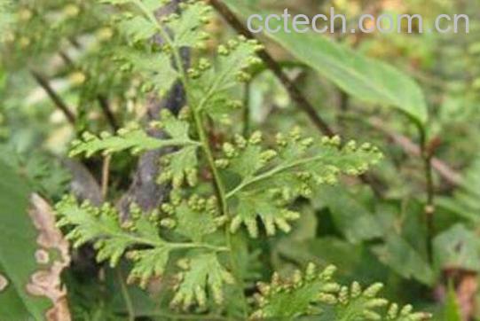 篇蓄的功效与作用-0