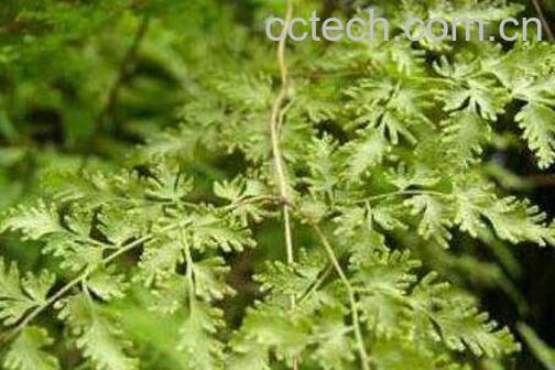 篇蓄的功效与作用-1