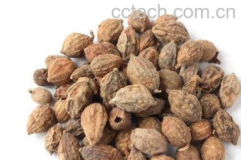 益智仁的功效与作用及药用价值-0