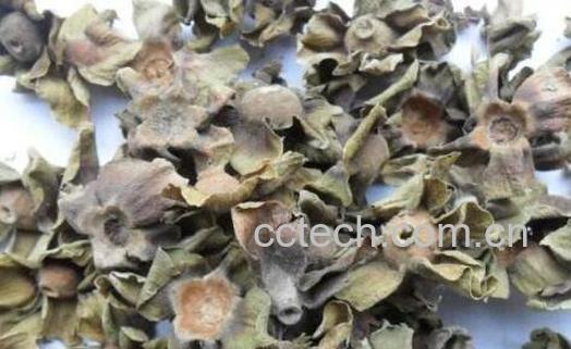 柿蒂泡水有什么作用-1