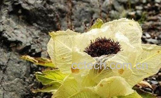 雪莲花泡酒的功效与作用有哪些-0