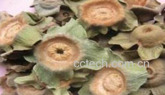 柿蒂的功效与作用 柿蒂的食用禁忌-0