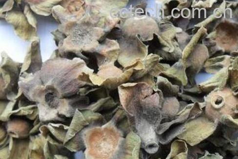 柿蒂的功效与作用 柿蒂的食用禁忌-1