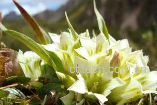 雪莲花泡酒的功效与作用有哪些-1