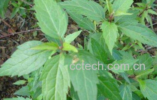 野三七的功效与作用-0