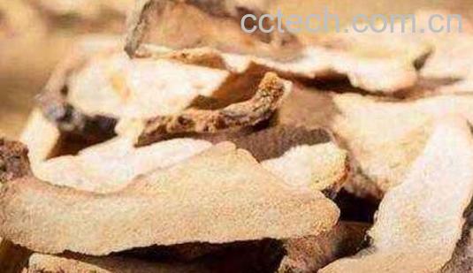 茯苓与土茯苓的区别-1