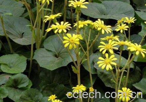 野三七的功效与作用-1