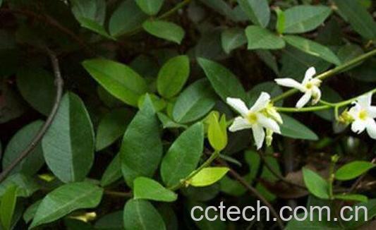 穿根藤的功效与作用及药用价值-0