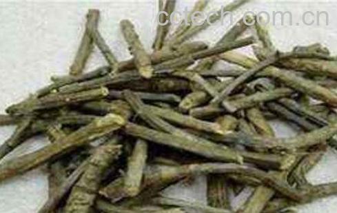 穿根藤的功效与作用及药用价值-1