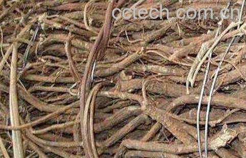 山豆根和北豆根的区别-0