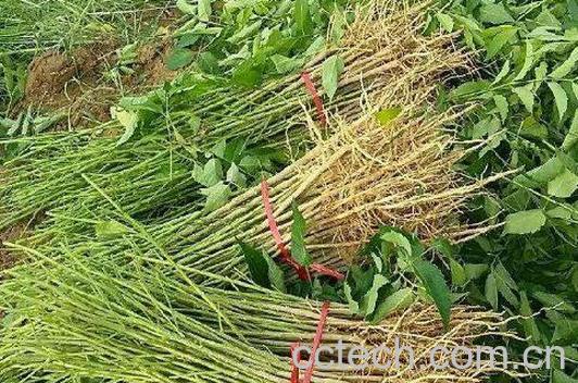 山豆根和北豆根的区别-1