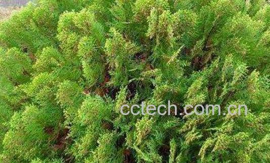 侧柏叶泡酒的功效与作用-1