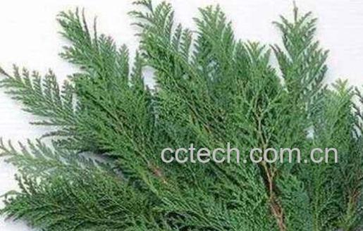 侧柏叶泡酒的功效与作用-0