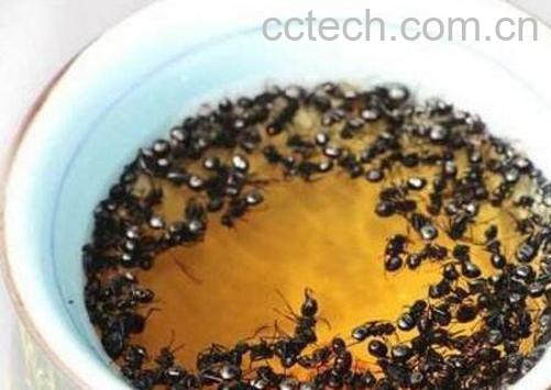 黑蚂蚁泡酒的功效与作用-0