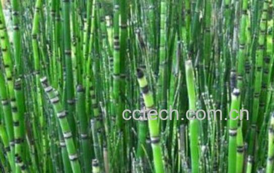 节节草的功效与作用 节节草治疗什么病-1