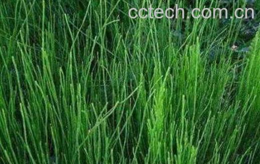 节节草的功效与作用 节节草治疗什么病-0