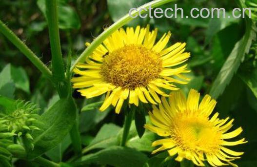 旋覆花的功效与作用及药用价值-0