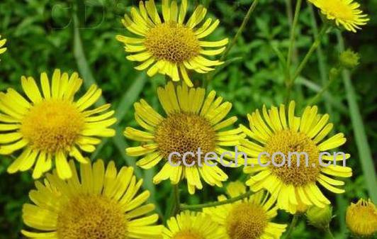 旋覆花的功效与作用及药用价值-1