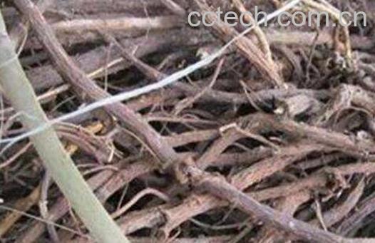  山七根的功效与作用-0