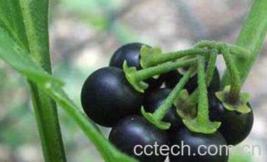 龙葵碱的功效与作用 龙葵碱抗肿瘤是真的吗-1