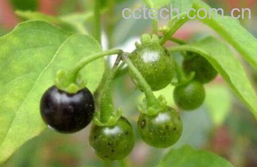 龙葵碱的功效与作用 龙葵碱抗肿瘤是真的吗-0