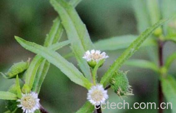 墨早莲的功效与作用-1