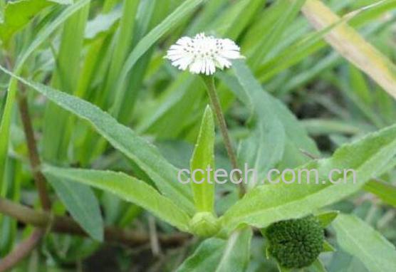 墨早莲的功效与作用-0