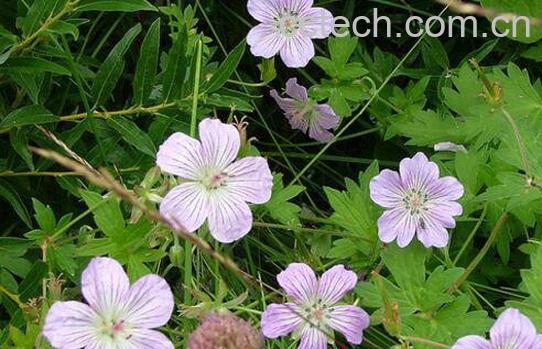 老鹳草的功效与作用及药用价值-1