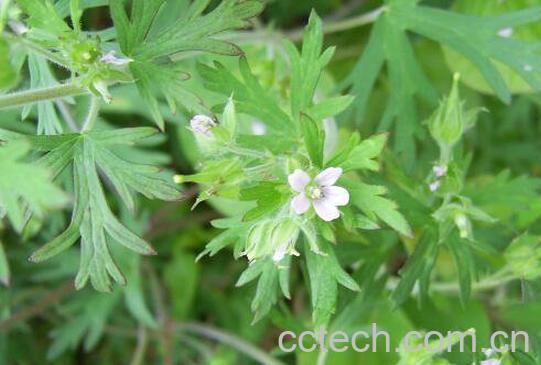 老鹳草的功效与作用及药用价值-0
