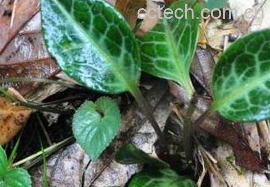 鹿衔草的功效与作用及药用价值-1