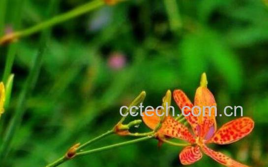 射干的功效与作用 射干图片-0