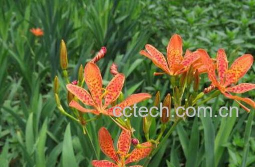 射干的功效与作用 射干图片-1