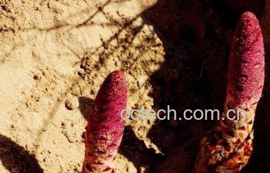 女人吃锁阳有什么好处 女人长期锁阳泡水喝好吗-0