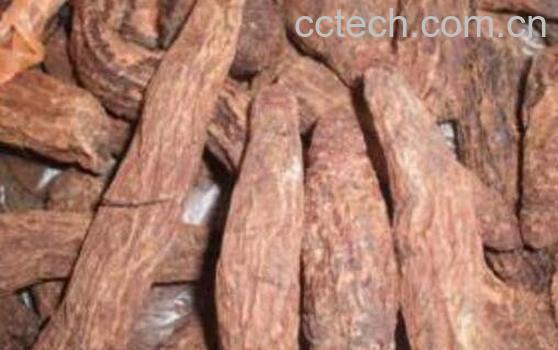 女人吃锁阳有什么好处 女人长期锁阳泡水喝好吗-1