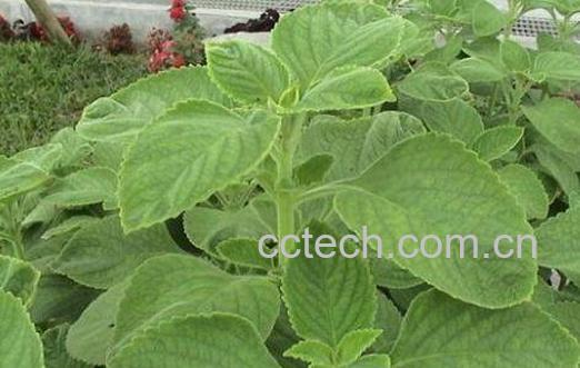 广藿香的功效与作用 广藿香的食用方法-0