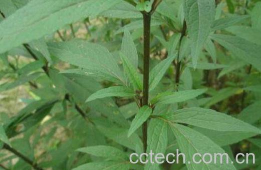 佩兰的功效与作用及药用价值-1