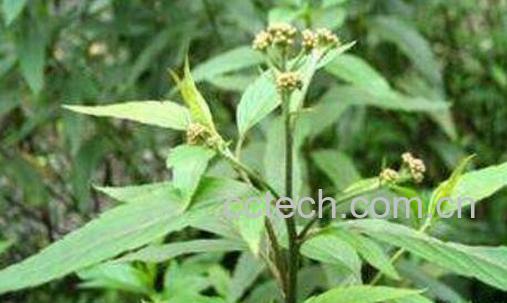 佩兰的功效与作用及药用价值-0