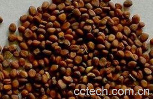 炒芥子的功效与作用-0